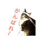 田島家の猫たち（個別スタンプ：26）