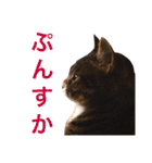 田島家の猫たち（個別スタンプ：27）