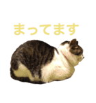 田島家の猫たち（個別スタンプ：28）
