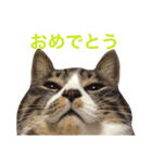 田島家の猫たち（個別スタンプ：32）