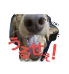 ダックス りくちゃん（個別スタンプ：3）