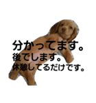ダックス りくちゃん（個別スタンプ：14）