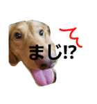 ダックス りくちゃん（個別スタンプ：16）