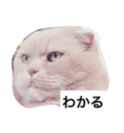 我が家のねこ3匹（個別スタンプ：1）