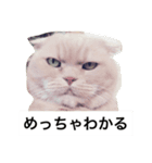 我が家のねこ3匹（個別スタンプ：2）