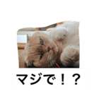 我が家のねこ3匹（個別スタンプ：3）