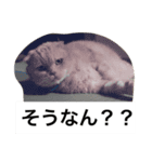 我が家のねこ3匹（個別スタンプ：4）