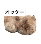 我が家のねこ3匹（個別スタンプ：5）