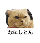 我が家のねこ3匹（個別スタンプ：7）