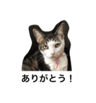 我が家のねこ3匹（個別スタンプ：8）
