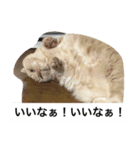 我が家のねこ3匹（個別スタンプ：9）