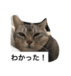 我が家のねこ3匹（個別スタンプ：10）