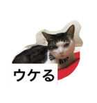 我が家のねこ3匹（個別スタンプ：11）