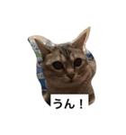 我が家のねこ3匹（個別スタンプ：12）