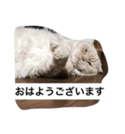我が家のねこ3匹（個別スタンプ：13）