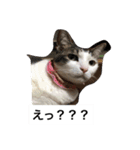我が家のねこ3匹（個別スタンプ：15）