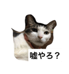我が家のねこ3匹（個別スタンプ：16）