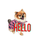 Thongyord The Dog（個別スタンプ：1）