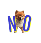 Thongyord The Dog（個別スタンプ：3）