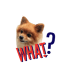 Thongyord The Dog（個別スタンプ：4）