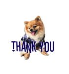 Thongyord The Dog（個別スタンプ：8）