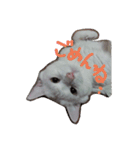 しろねこのねこ（個別スタンプ：3）