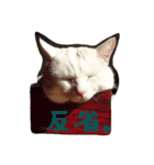 しろねこのねこ（個別スタンプ：4）