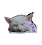 しろねこのねこ（個別スタンプ：5）