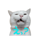 しろねこのねこ（個別スタンプ：6）