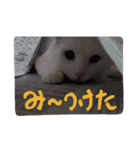 しろねこのねこ（個別スタンプ：7）
