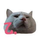 しろねこのねこ（個別スタンプ：8）