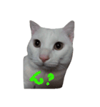 しろねこのねこ（個別スタンプ：9）