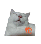 しろねこのねこ（個別スタンプ：10）