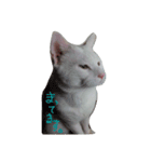 しろねこのねこ（個別スタンプ：11）