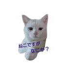 しろねこのねこ（個別スタンプ：12）