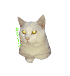 しろねこのねこ（個別スタンプ：13）