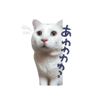 しろねこのねこ（個別スタンプ：14）