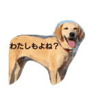 yamastamp1（個別スタンプ：15）