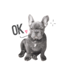 Mavic Dog（個別スタンプ：5）
