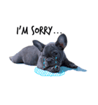 Mavic Dog（個別スタンプ：7）