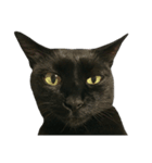 『変顔』黒猫スタンプ（個別スタンプ：16）