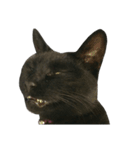 『変顔』黒猫スタンプ（個別スタンプ：19）
