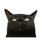『変顔』黒猫スタンプ（個別スタンプ：24）