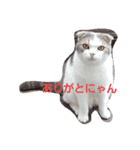 スコキャット（個別スタンプ：3）