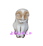 スコキャット（個別スタンプ：4）