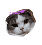 スコキャット（個別スタンプ：5）
