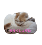 スコキャット（個別スタンプ：6）