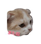 スコキャット（個別スタンプ：7）