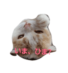 スコキャット（個別スタンプ：8）