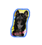 フレンチブルドッグ もなか君。しうば君。（個別スタンプ：2）